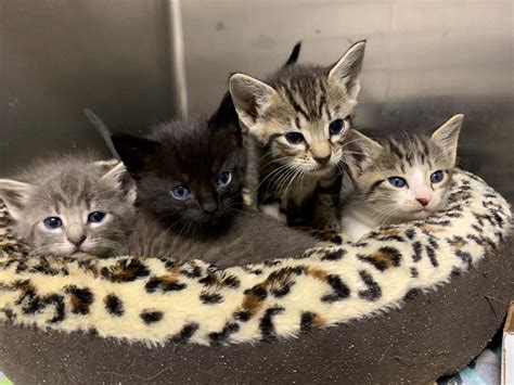 Select from the options below to view adoptable kittens and cats in Tulsa, Oklahoma and nearby cities. . Kittens near me for free